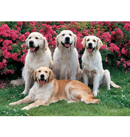 TOMAX TOM50-115 GOLDEN RETRIEVERS