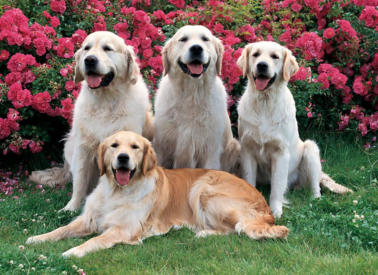 TOM50-115 GOLDEN RETRIEVERS