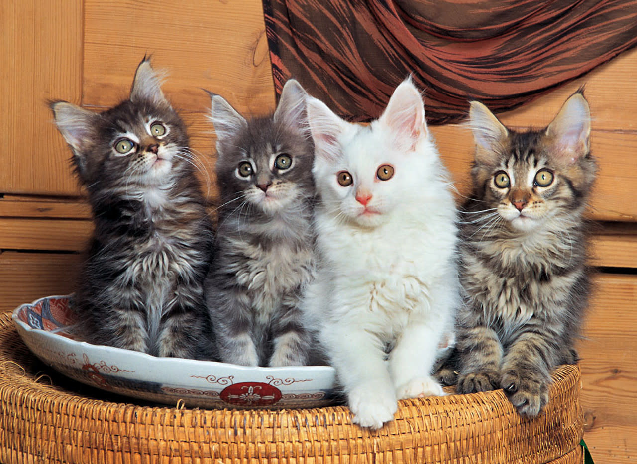 TOM50-117 MAINE COON CATS