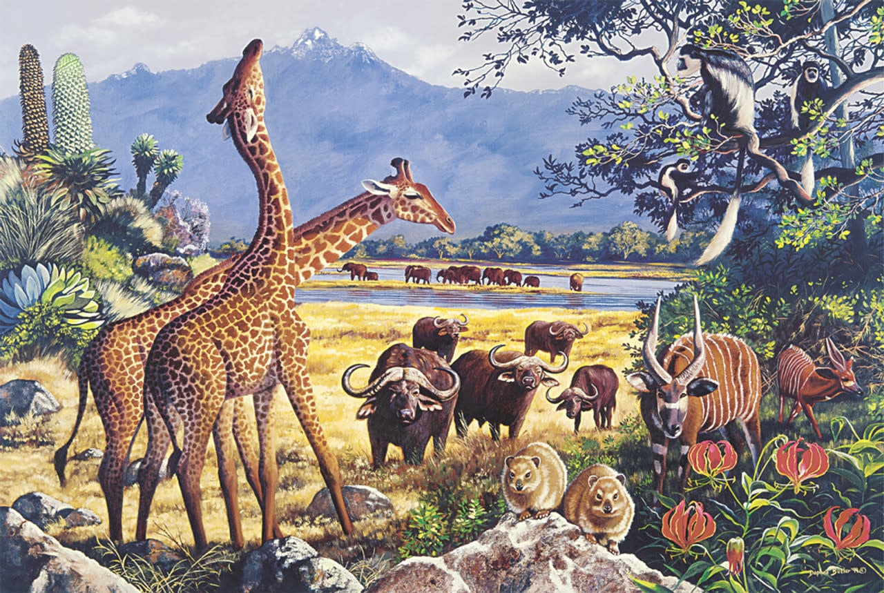 TOM100-122 FOREST DREAMS