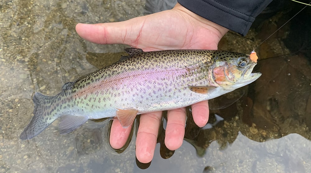 Fishing a New Creek for Winter Stocked Trout (Realistic Fishing