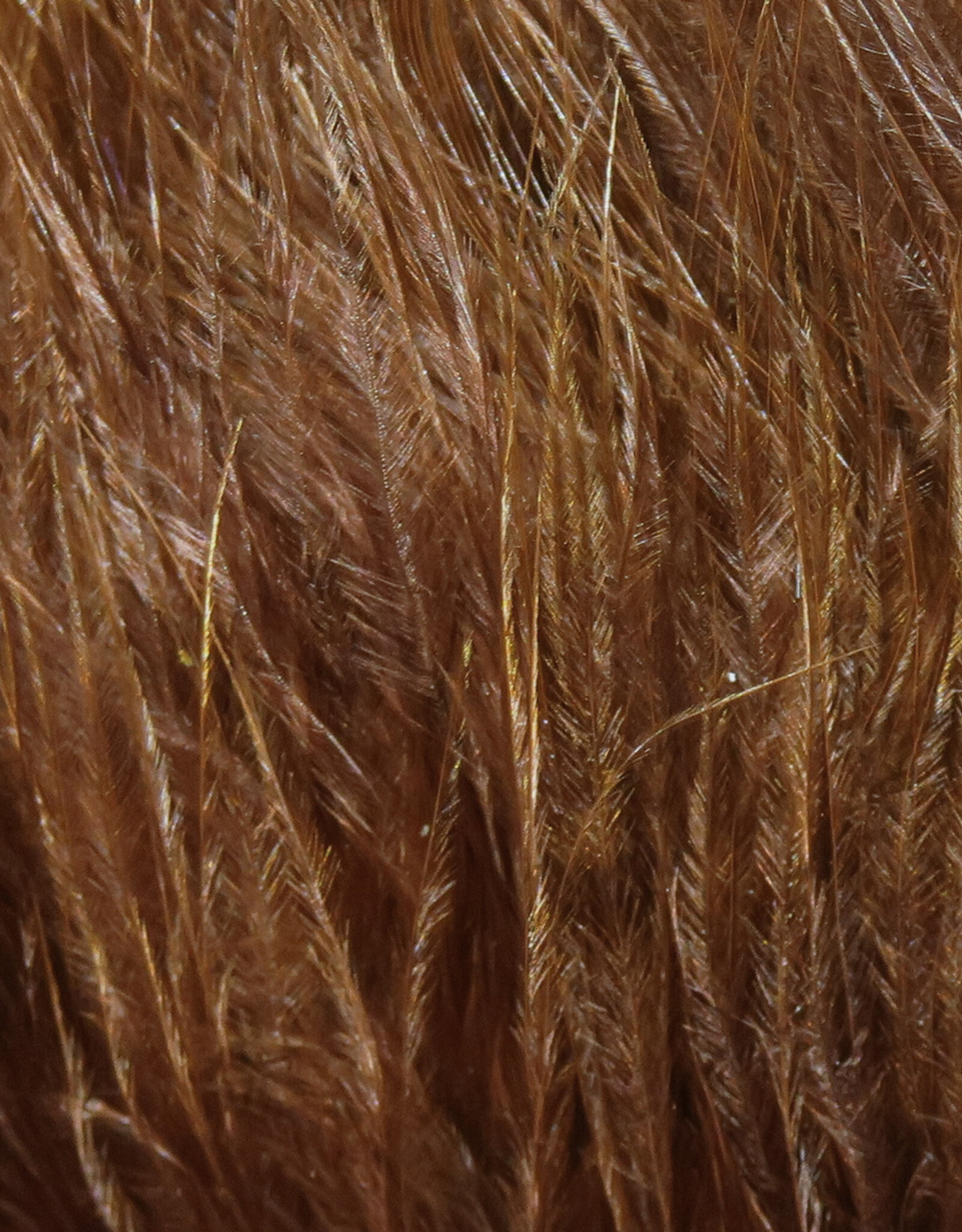 Hareline Dubbin Marabou Strung Blood Quills