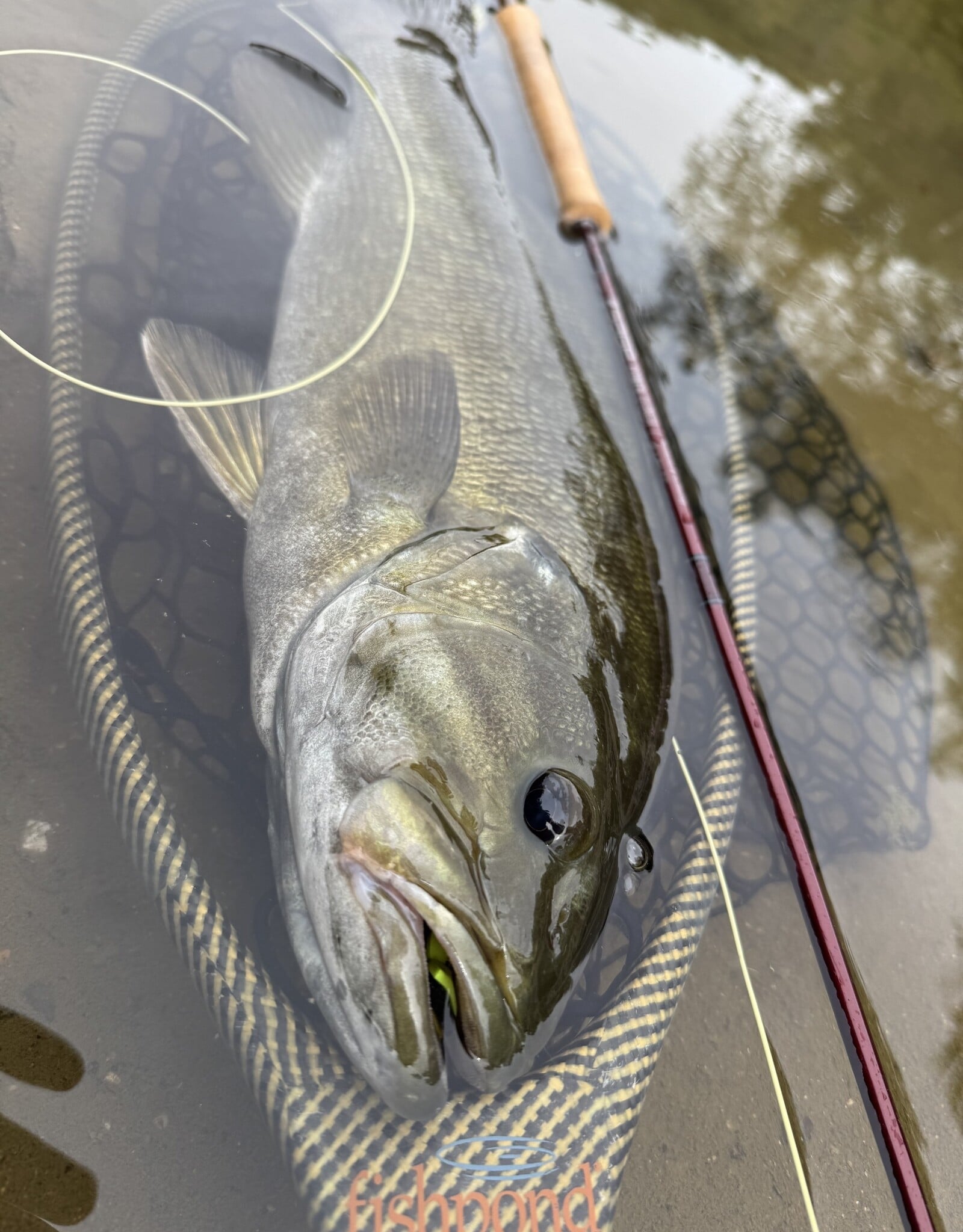 Summer Smallmouth Flies