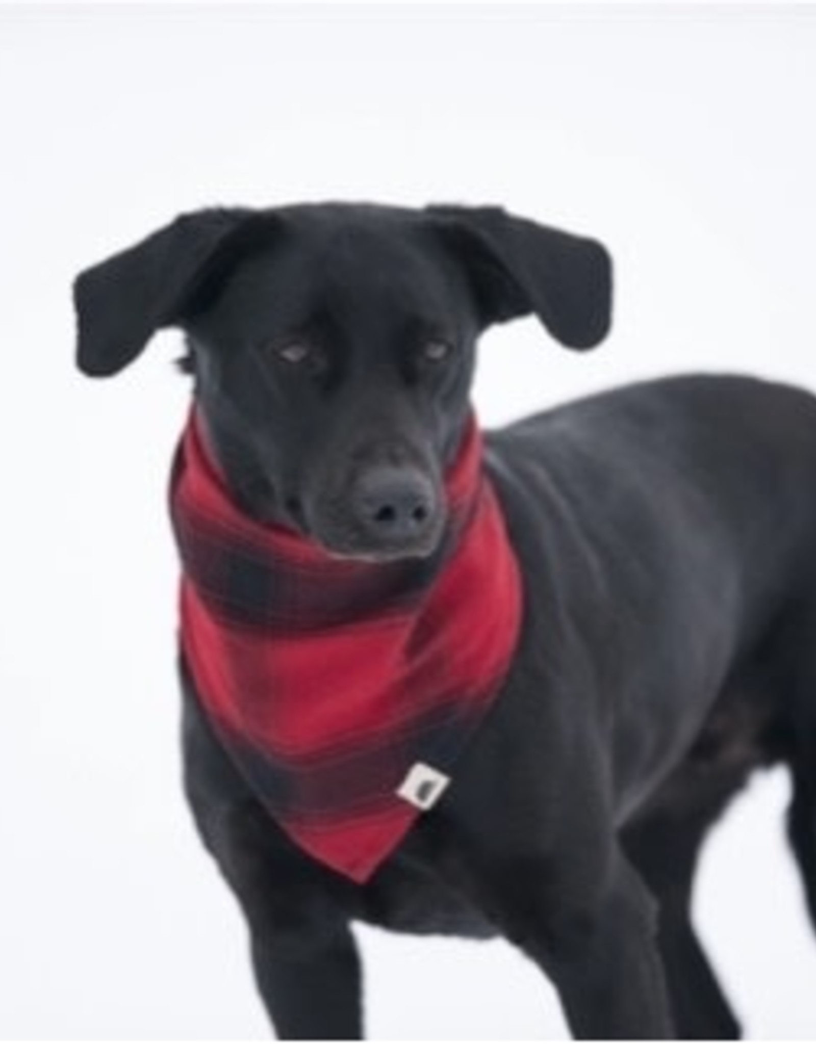 STORMY KROMER PET BANDANA