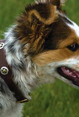 DOG COLLAR LONESTAR LEATHER RICH BROWN