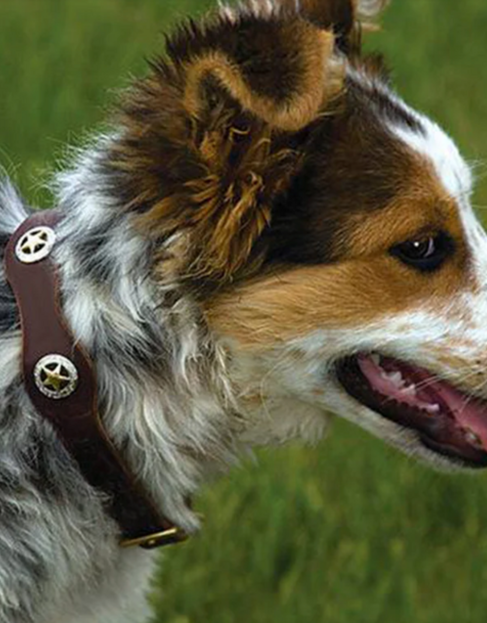 DOG COLLAR LONESTAR LEATHER RICH BROWN
