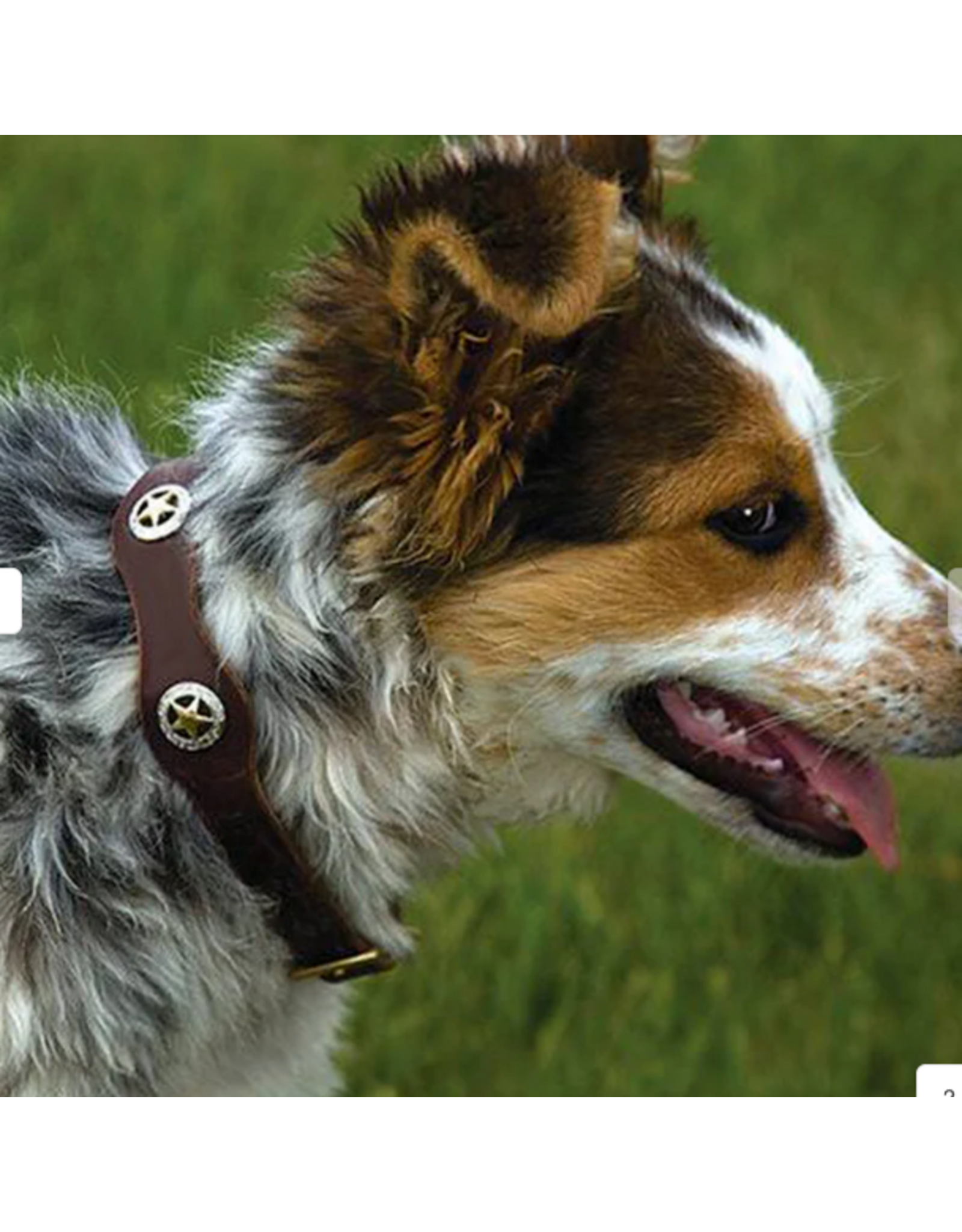 DOG COLLAR LONESTAR LEATHER RICH BROWN