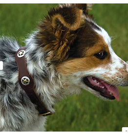 DOG COLLAR LONESTAR LEATHER RICH BROWN