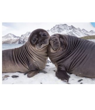 Southern Elephant Seal Pups Playing Card
