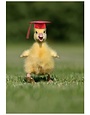 Duckling Grad Card