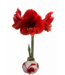 Amaryllis - Pink Red Splatter