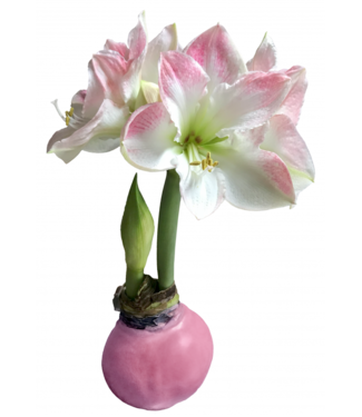 Big Picasso Amaryllis - Pink