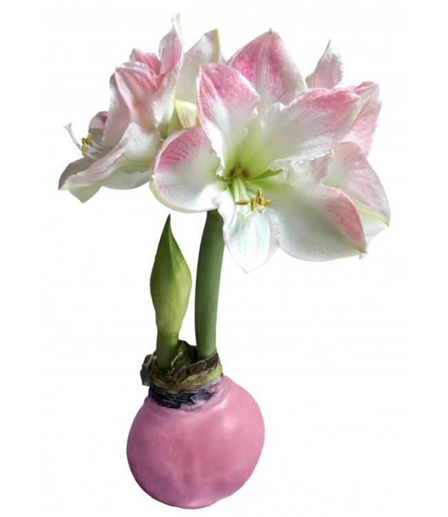 Big Picasso Amaryllis - Pink