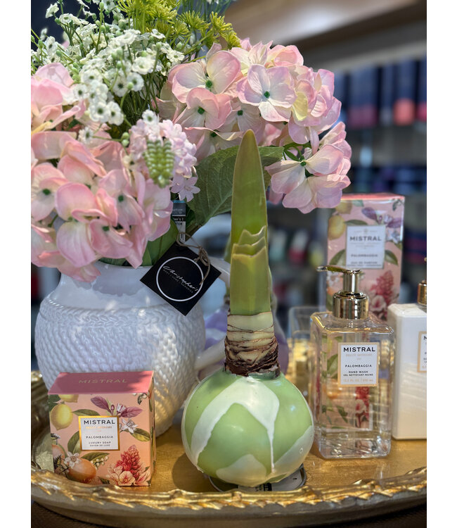 Opal Star Amaryllis - Green with White Splatter