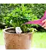 Urinal Plant Stake
