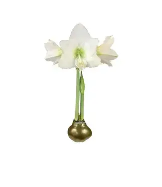 Amaryllis Bulb Gold Waxed Lacquer - WHITE FLOWER
