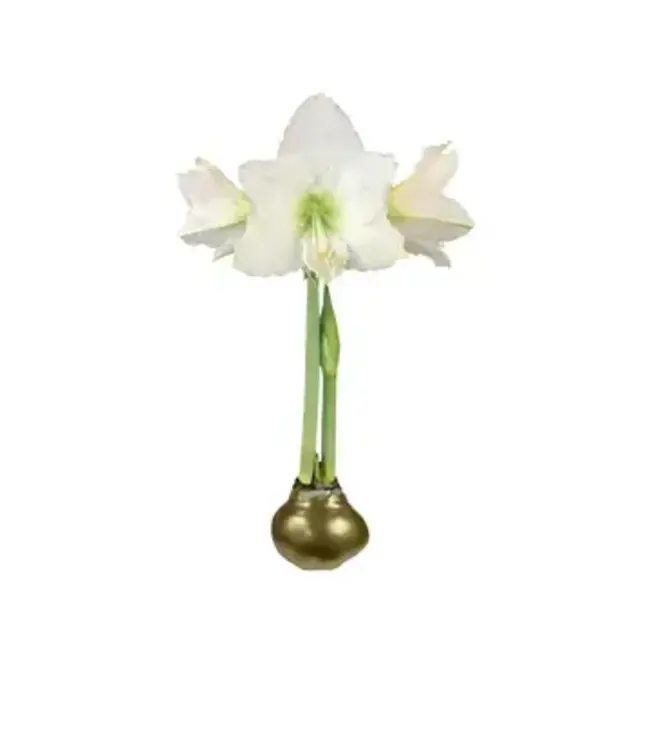 Amaryllis Bulb Gold Waxed Lacquer - WHITE FLOWER