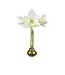 Amaryllis Bulb Gold Waxed Lacquer - WHITE FLOWER