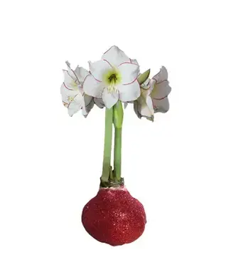 Amaryllis Picasso Red Glitter - WHITE FLOWER RED ACCENT OUTLINE