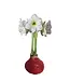 Amaryllis Picasso Red Glitter - WHITE FLOWER RED ACCENT OUTLINE