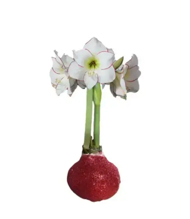 Amaryllis Picasso Red Glitter - WHITE FLOWER RED ACCENT OUTLINE