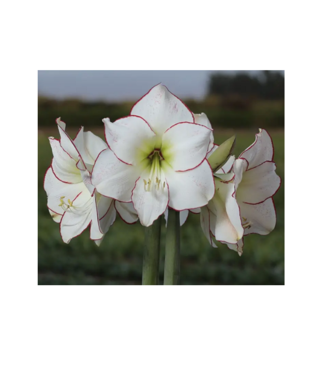 Mardi Gras Color Lacquer Splatter  | Tr Color