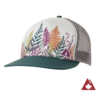Ambler Fern