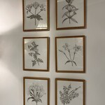 Oak & Willow 11" x 14" Set of Six - Sepia Botanical  Prints in Diana Gold Frame