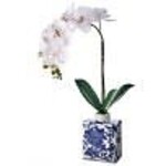 Regency 22" Phaleonopsis Orchid in Bloomsbury Vase