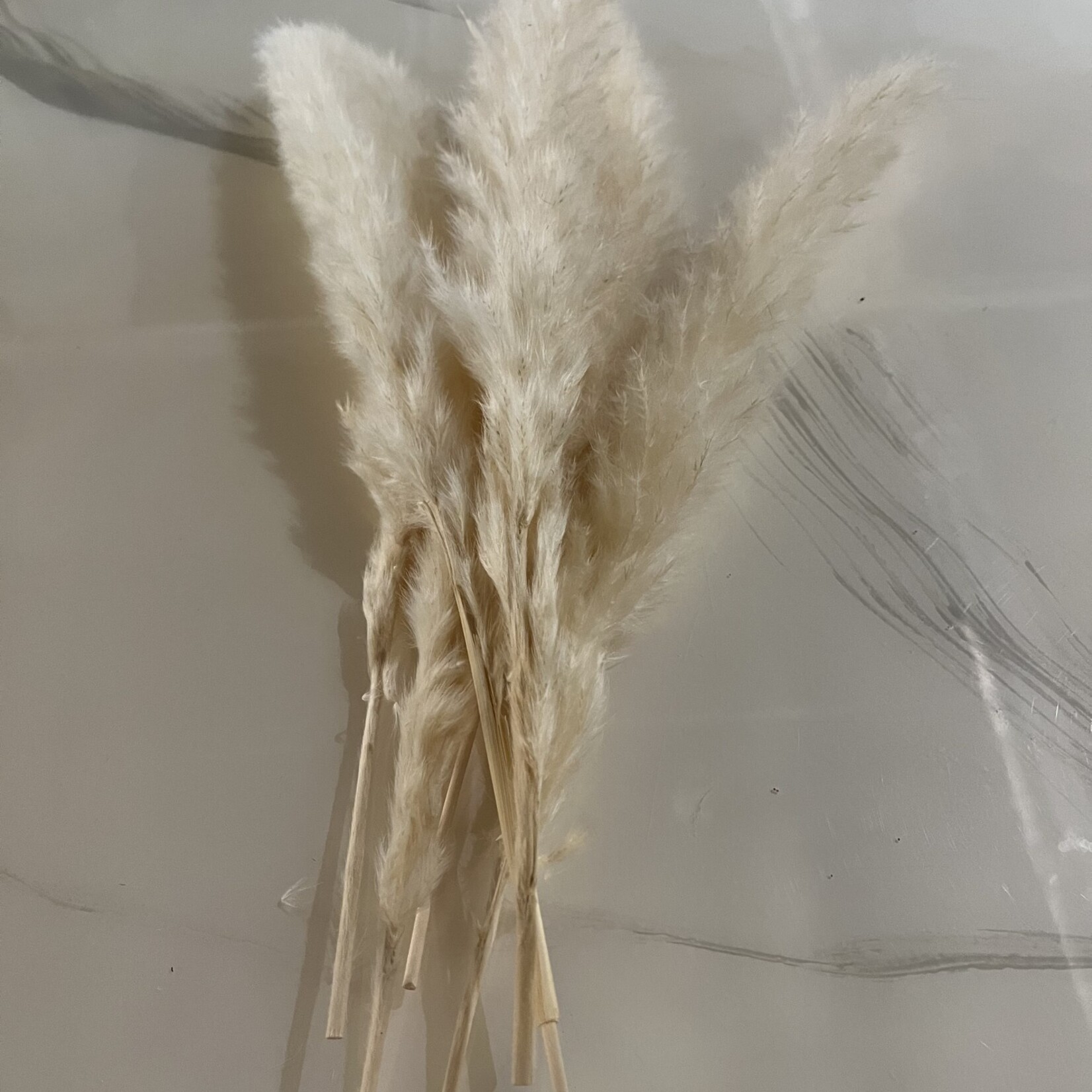 Mud Pie Taupe Preserved Pampas - 6 Stems 12-14"