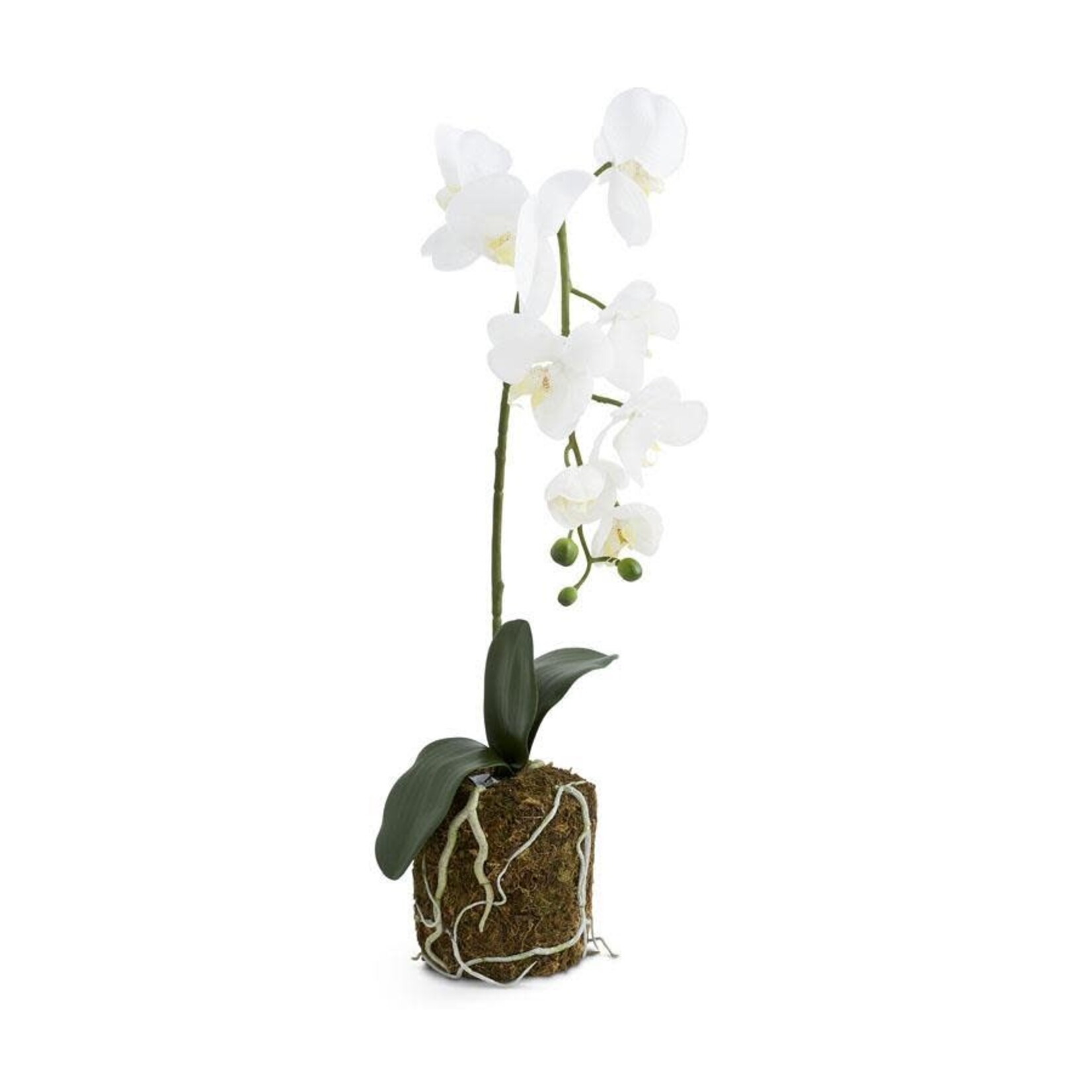 K & K Interiors 21 Inch Orchid in Moss Pot