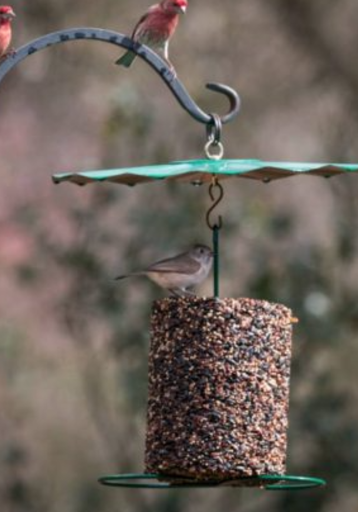 diy bird feeder rain guard