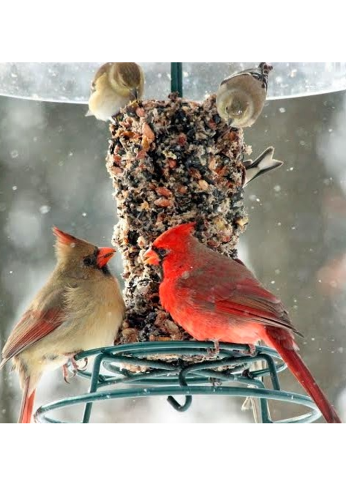 Mr. Bird Bugs, Nuts, & Fruit Cylinder