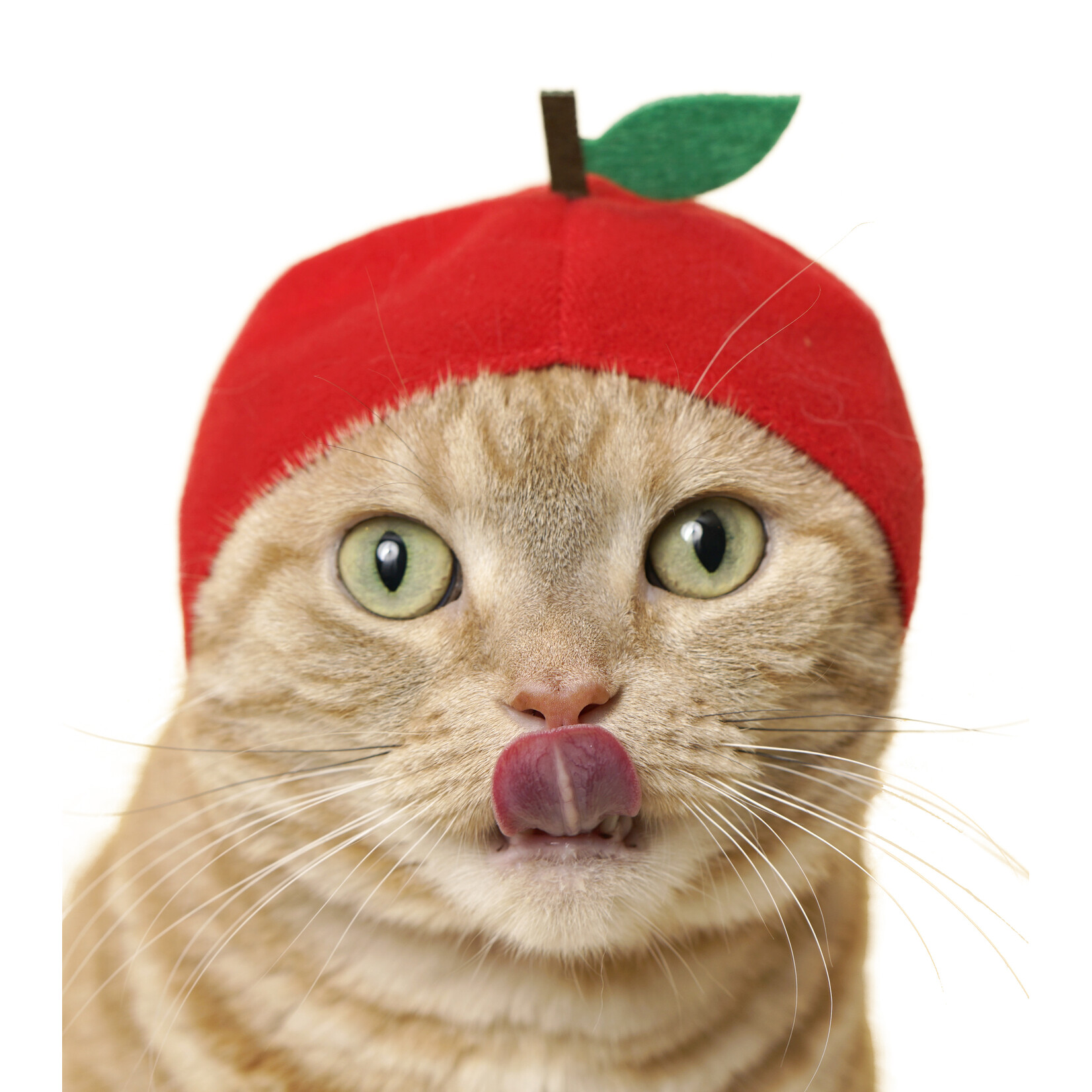 Kitan Club Cat Cap Blind Box (Fruit)