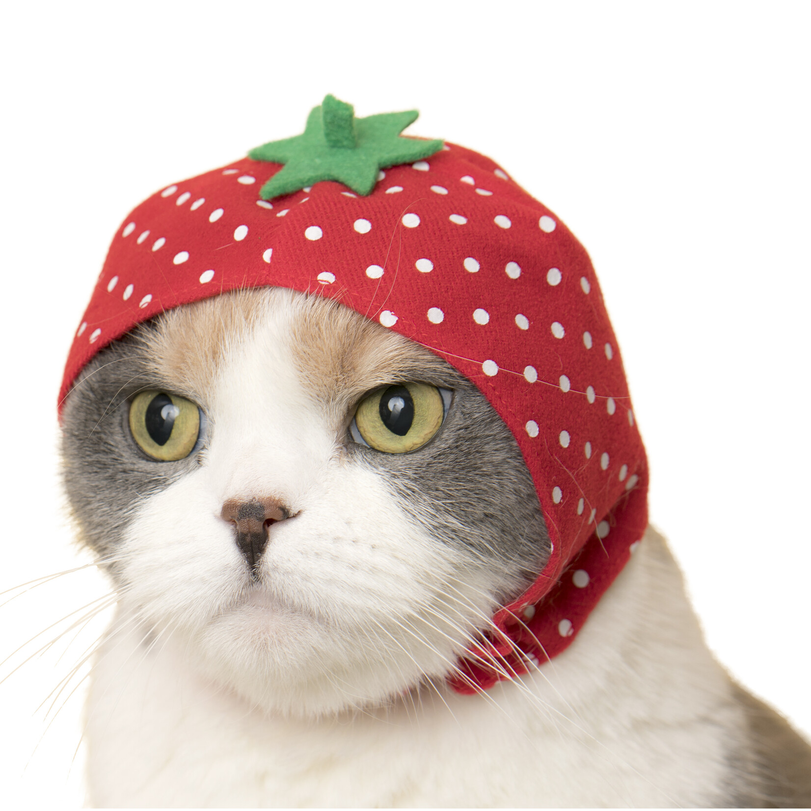 Kitan Club Cat Cap Blind Box (Fruit)