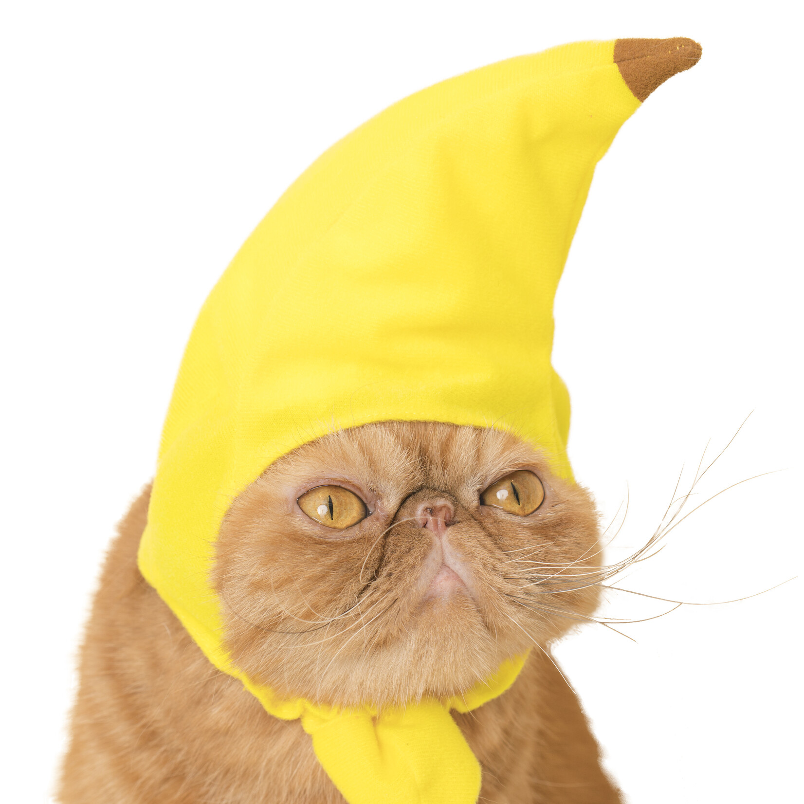 Kitan Club Cat Cap Blind Box (Fruit)
