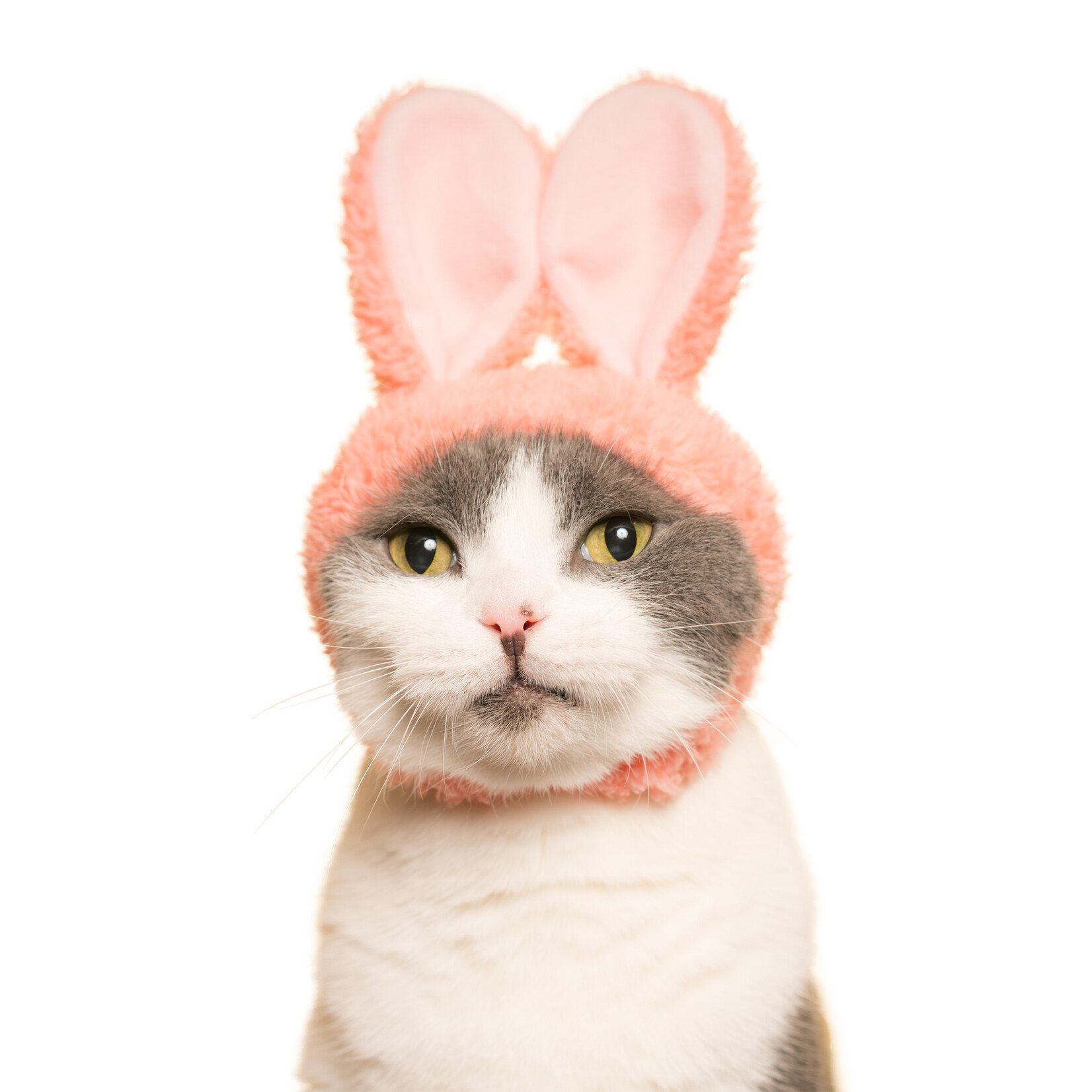 Kitan Club Cat Cap Blind Box (Rabbit)