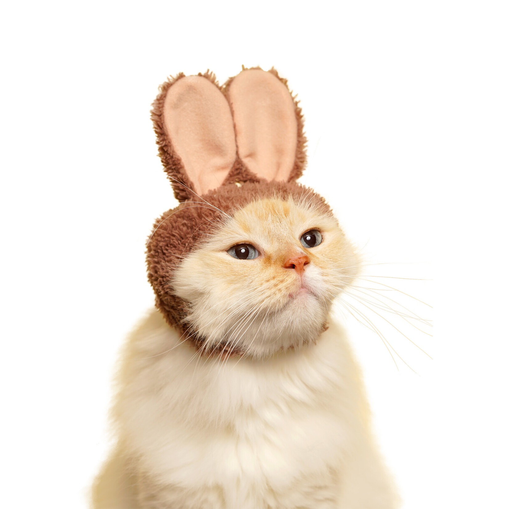Kitan Club Cat Cap Blind Box (Rabbit)