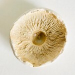 Beiko Ceramics Mushroom Cap: Green Tea Crystal