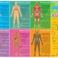 Smart Poly Learning Mat-Human Body
