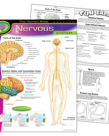 The Human Body- Nervous System-Chart