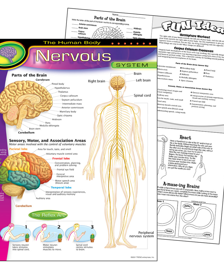The Human Body- Nervous System-Chart