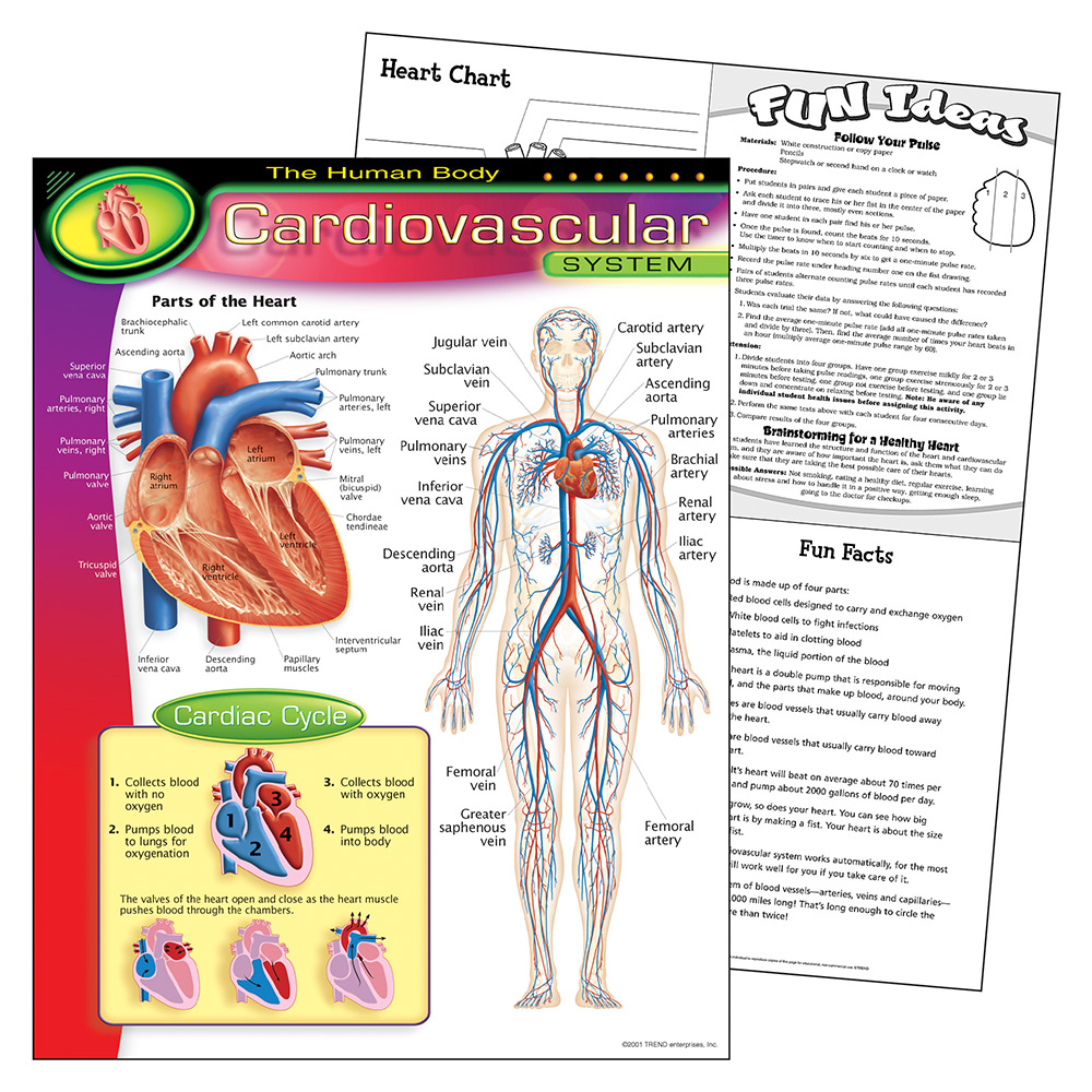 Human Body-Cardiovascular-Chart