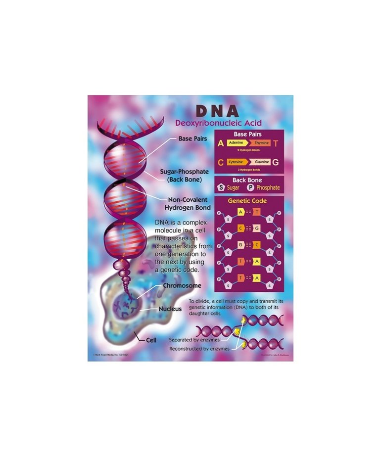 DNA Chartlet