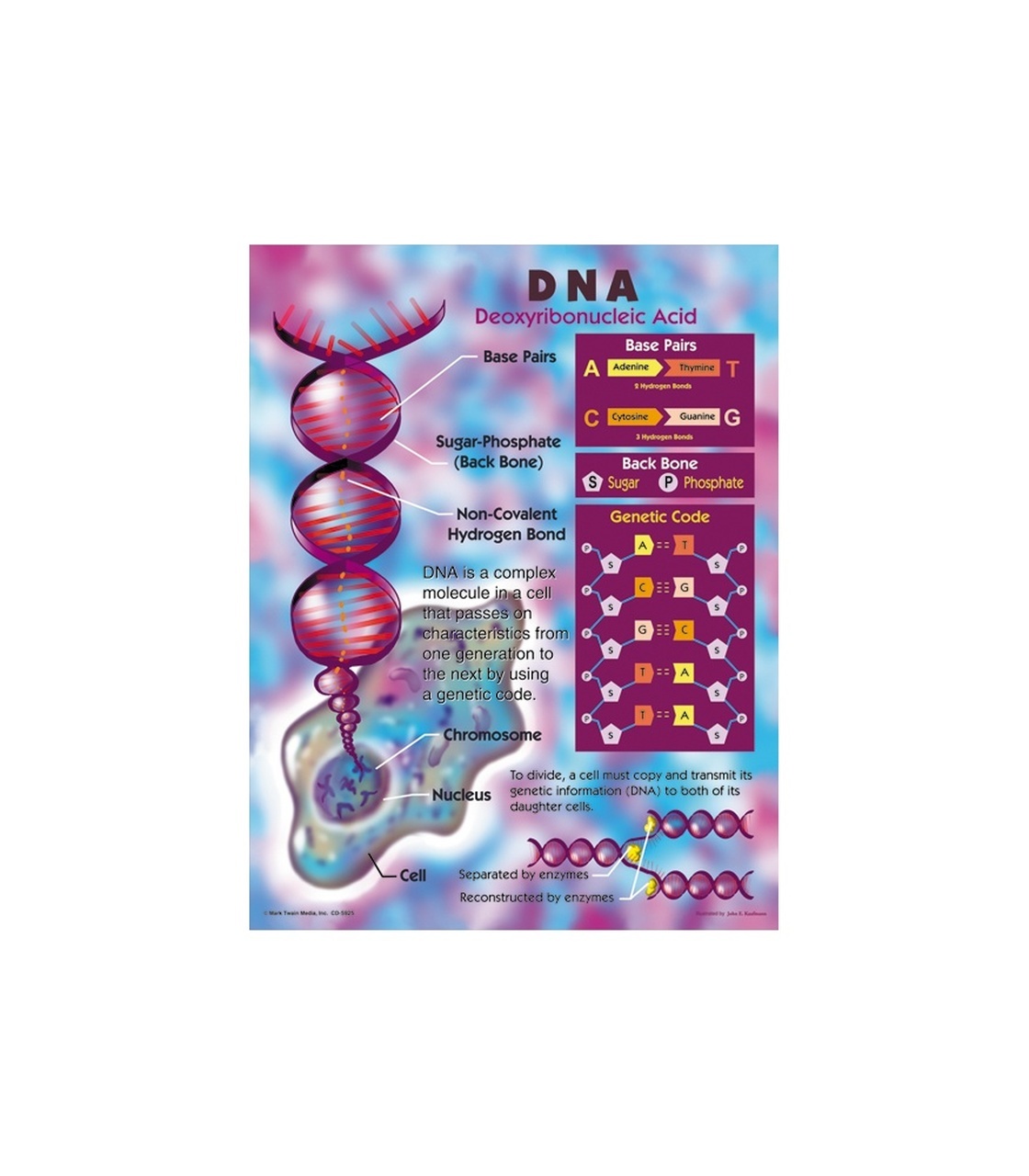 DNA Chartlet