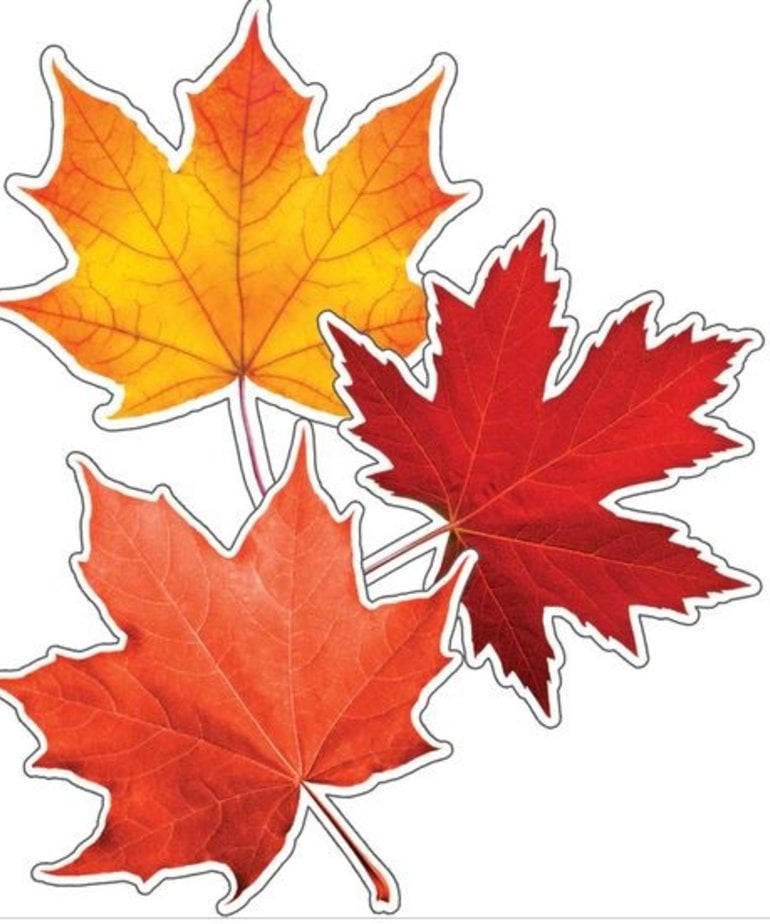 Maple Leaves Colorful Cut-Outs