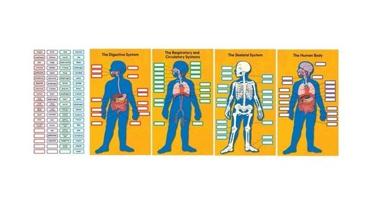 Human Body Bulletin Board Set