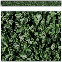 Modern Farmhouse Boxwood Straight Border