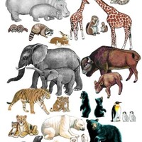 Wild Animals Felt Set