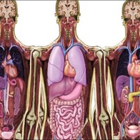 Look Inside Me MRI Scan